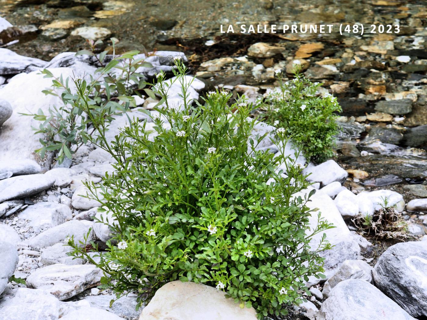 Bittercress, Wavy plant